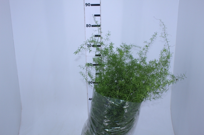 ASPARGO ALFINETE C25