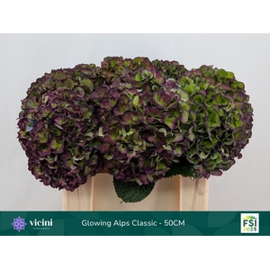 HYDR M GL ALPS CL PA