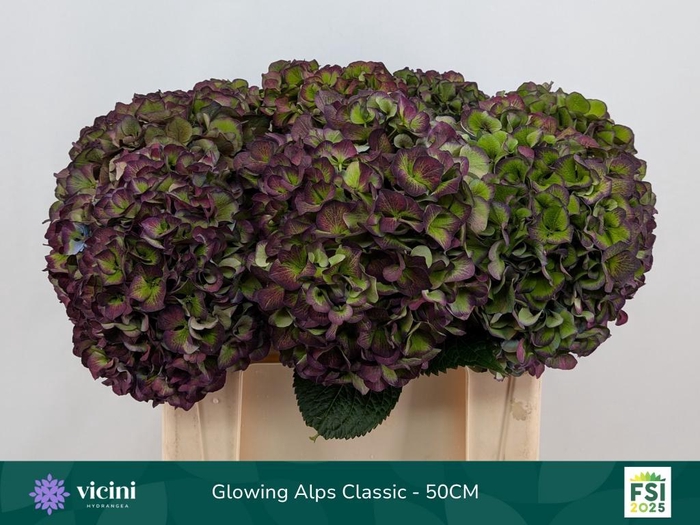 <h4>HYDR M GL ALPS CL PA</h4>