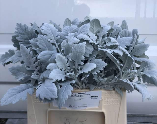 <h4>JACOBAEA NEW LOOK</h4>