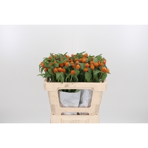 Gomphrena Gl. Orange