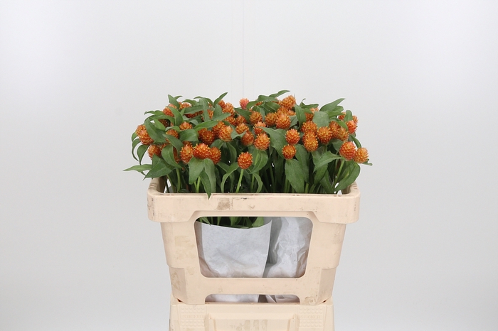 <h4>Gomphrena Gl. Orange</h4>