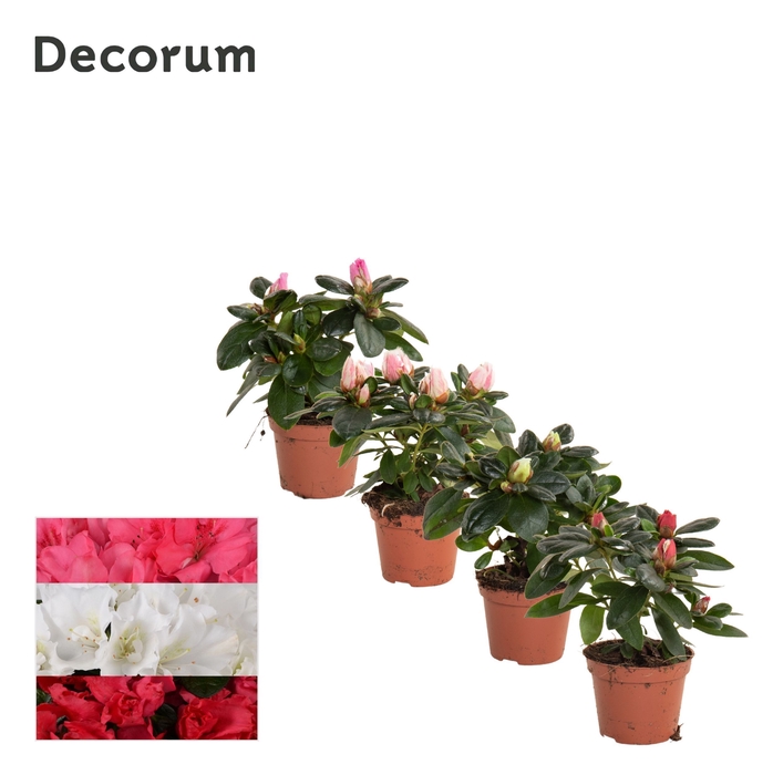 <h4>Azalea 6 cm mix - Decorum</h4>