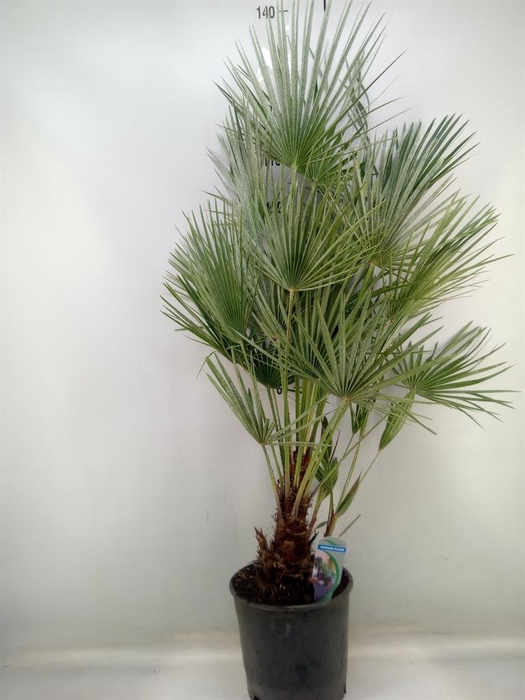 <h4>Chamaerops humilis</h4>