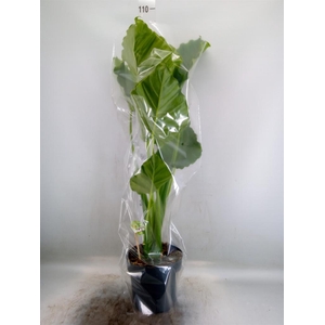 Alocasia gageana