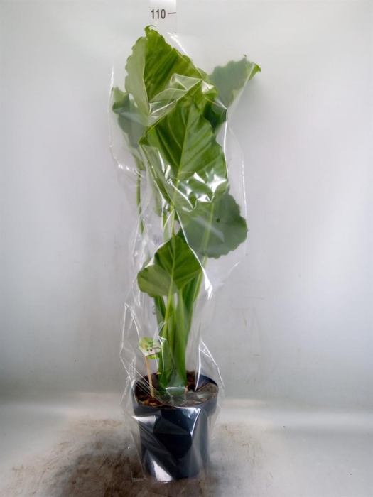 <h4>Alocasia gageana</h4>