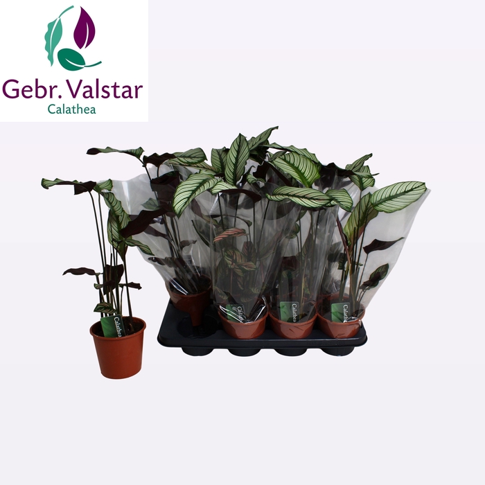 <h4>CALAT MA WHITESTAR</h4>