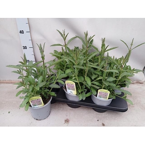 VERBE BONARIENSIS