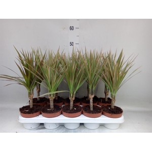 Dracaena marg. 'Bicolor'