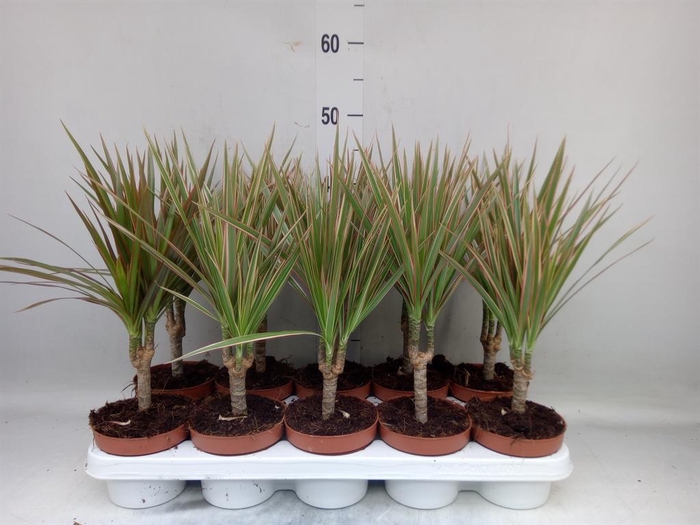 <h4>Dracaena marg. 'Bicolor'</h4>