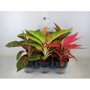 Aglaonema   ...