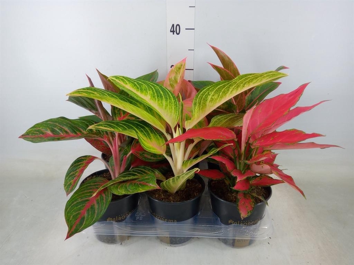 <h4>Aglaonema   ...</h4>