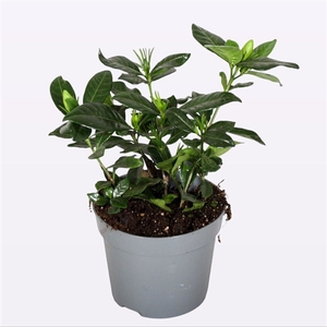 Gardenia jasminoides