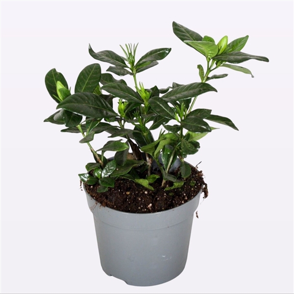 <h4>Gardenia jasminoides</h4>