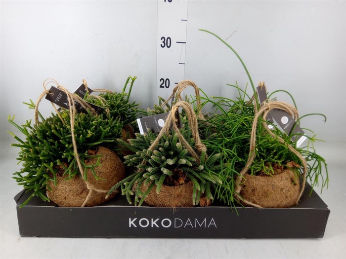 <h4>Rhipsalis   ...mix</h4>