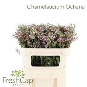 Chamelaucium Ochana