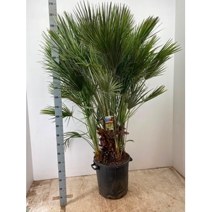 CHAM HUMILIS