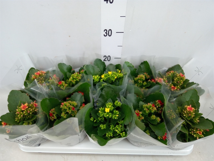 <h4>Kalanchoe blos.   ..mix 3</h4>