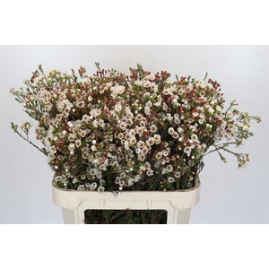 Chamelaucium Moonlight Delight