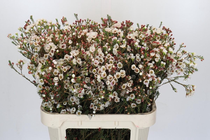 <h4>Chamelaucium Moonlight Delight</h4>