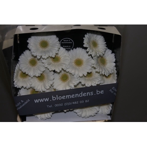 GE MI ALBINO DIAMOND X80