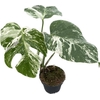 Monstera deliciosa Variegata 12Ø 30cm 1pp