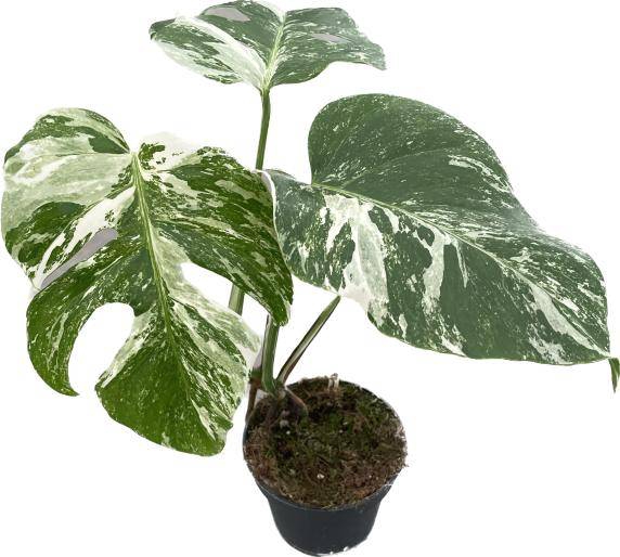 Monstera deliciosa Variegata 12Ø 30cm 1pp