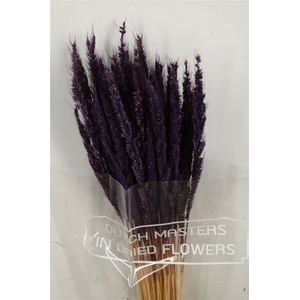 Dried Pinion Grass Purple Bunch