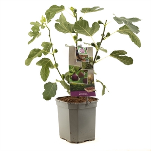 Ficus carica Brown Turkey P24