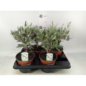 Olea europaea