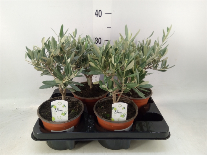 <h4>Olea europaea</h4>