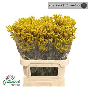 Anigoz Yellow Gem