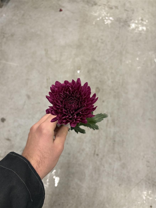 <h4>Chrys Lamira</h4>