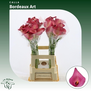 ZANT CALLA BORDEAUX ART*