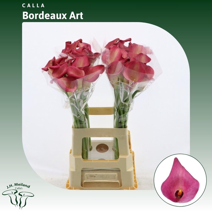 <h4>ZANT CALLA BORDEAUX ART*</h4>