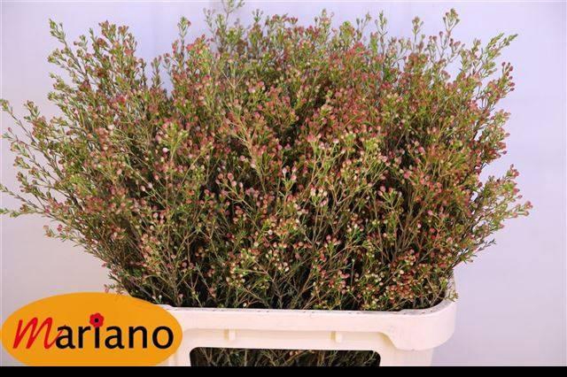 <h4>Chamelaucium Blondie</h4>