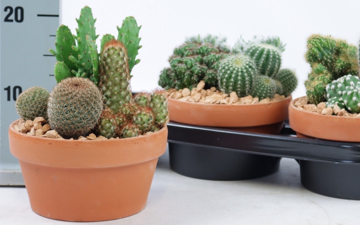 <h4>CACTUS OV</h4>