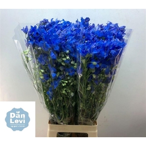 DELPH EN ENERGY BLUE