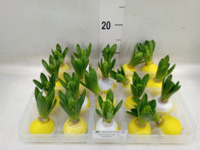 <h4>Hyacinthus orie. ...waxed L%</h4>