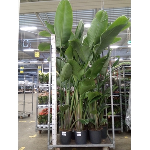 Strelitzia nicolai
