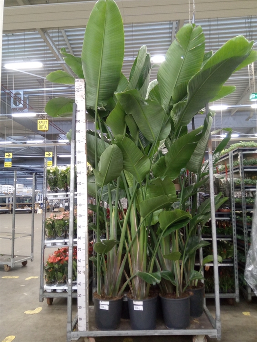 <h4>Strelitzia nicolai</h4>