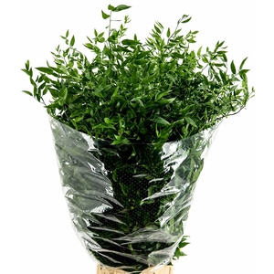 RUSCUS LANG 4 TAK