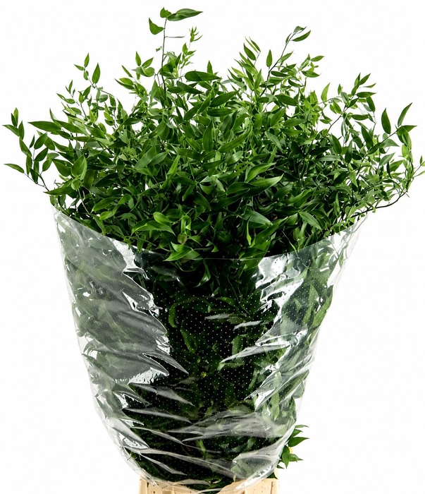 <h4>RUSCUS LANG 4 TAK</h4>