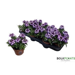 VERBE DRUMS BLU WHIT