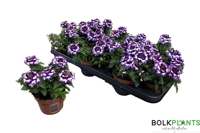 <h4>VERBE DRUMS BLU WHIT</h4>