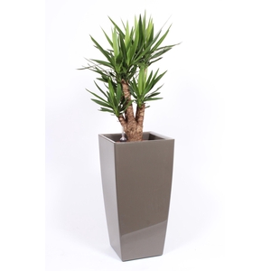 Yucca elephantipes in Piza pot 