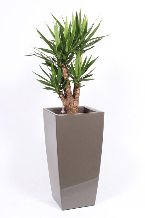 <h4>Yucca elephantipes in Piza pot "taupe"</h4>