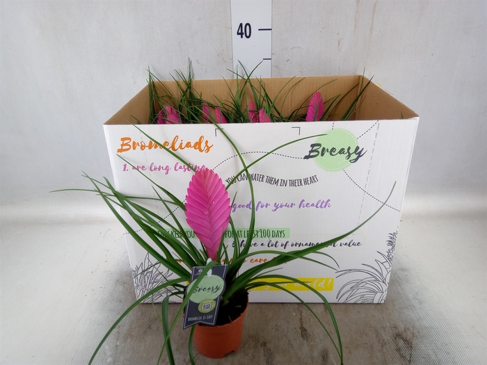 <h4>Tillandsia cyanea 'Vincent'</h4>