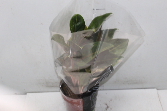 <h4>AGLAONEMA P17</h4>