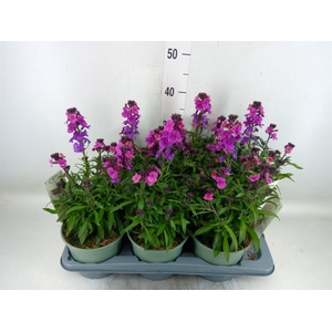 Erysimum  'Leya Purple Glow'